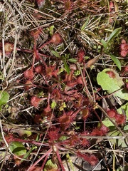 Drosera rotundifolia