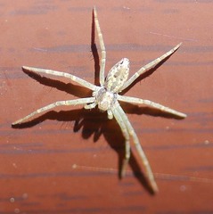 Philodromus cespitum