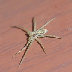 Philodromus cespitum