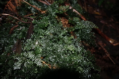 Hymenophyllum australe