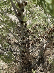 Halodiplosis sarcobati