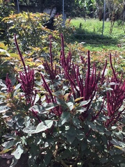 Amaranthus caudatus