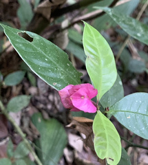 Palicourea ostreophora