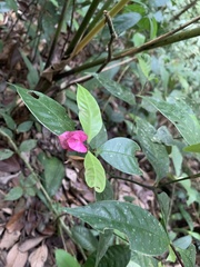 Palicourea ostreophora