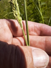 Calamagrostis inexpansa
