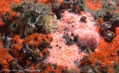 Corynactis australis