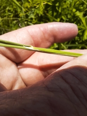 Calamagrostis inexpansa