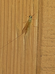 Maccaffertium mediopunctatum