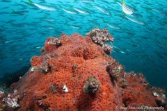 Corynactis australis