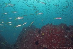 Corynactis australis