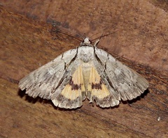 Catocala praeclara