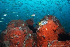 Corynactis australis