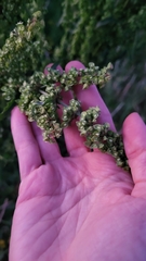 Rumex crispus