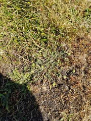 Microseris bigelovii