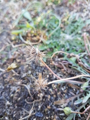 Microseris bigelovii