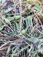 Microseris bigelovii