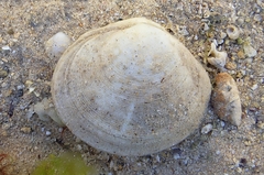 Pseudarcopagia decora