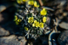 Draba corymbosa