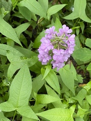 Phlox maculata