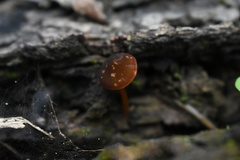 Pluteus flammipes