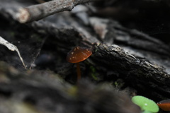 Pluteus flammipes