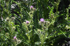 Cirsium eatonii