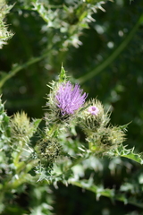 Cirsium eatonii