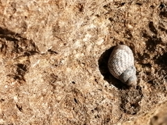 Echinolittorina aspera