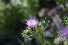 Cirsium eatonii