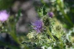 Cirsium eatonii