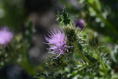 Cirsium eatonii