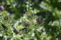 Cirsium eatonii