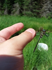 Somatochlora elongata
