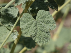 Sphaeralcea ambigua rugosa