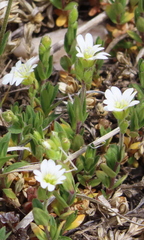 Cerastium velutinum