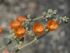 Sphaeralcea ambigua rugosa