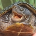 Eastern Musk Turtle - Photo (c) Josh Van Wieren, some rights reserved (CC BY-NC-ND), uploaded by Josh Van Wieren