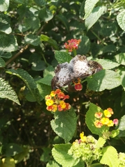 Antigonus emorsa
