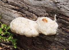 Spongiporus leucospongia