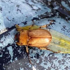 Cyclocephala pasadenae