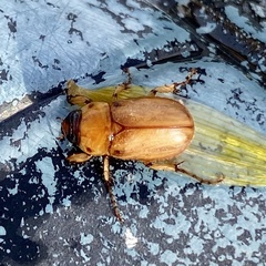 Cyclocephala pasadenae