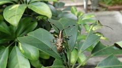 Acalolepta permutans