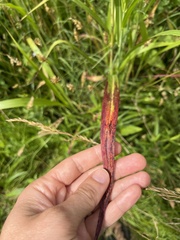 Puccinia purpurea