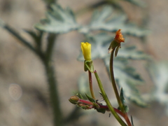 Camissoniopsis confusa