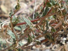 Camissoniopsis confusa