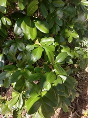 Syzygium moorei