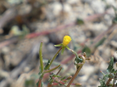 Camissoniopsis confusa