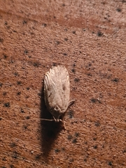 Agonopterix ocellana