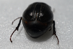 Holotrichia