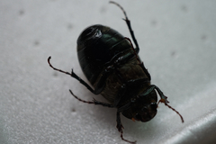 Holotrichia